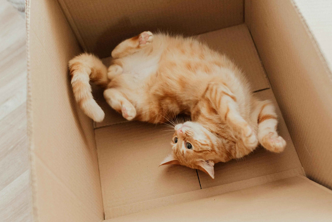 why do cats and dogs like boxes orange tabby cat lying on its back inside a cardboard box