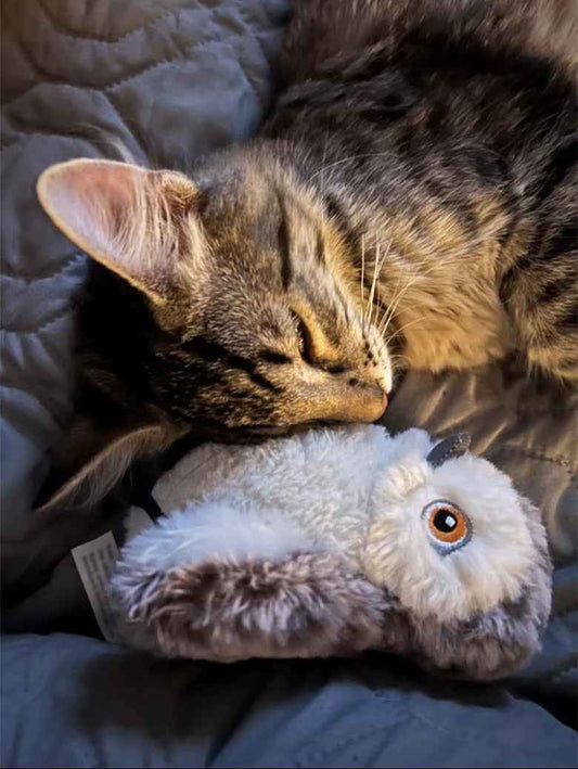 Belinana Automatic Chirp Flapping Bird Cat Toy - Interactive