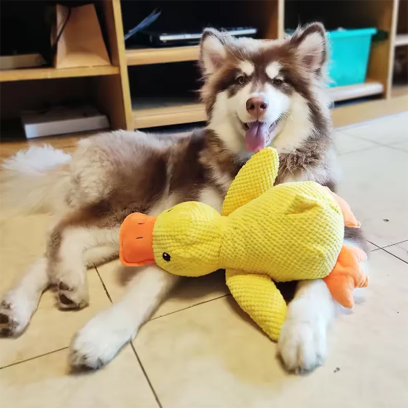 Dog lying on floor with yellow Belinana squeaky duck chew toy for puppies in front paws